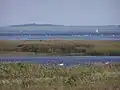 Pramort