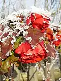 Rose mit Raureif