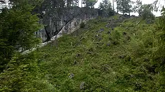 Südseite des Rotzigmoosbergs