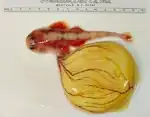 Embryo des ovoviviparen Engelhais mit Dottersack