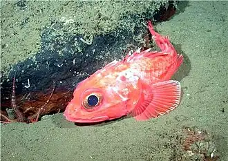 Kurzdornkopf (Sebastolobus alascanus)