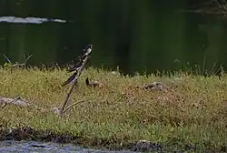 Foto von Vögeln