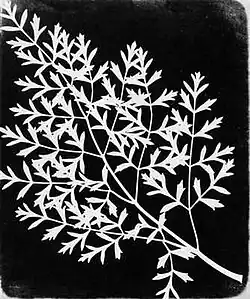 Photogene Zeichnung, etwa 1839