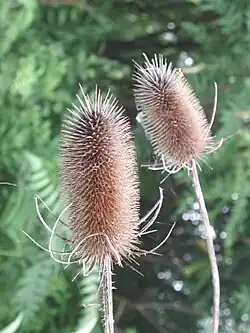 Wilde Karde Anfang Juli am Mittelrhein