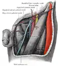 Ansicht von ventral.