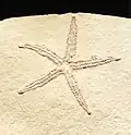 Seestern Terminaster cancriformis