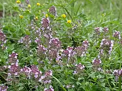 Sand-Thymian (Wild thyme)