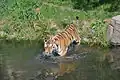 Tiger im Freigelände