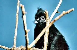 Tonkin-Schwarzlangur