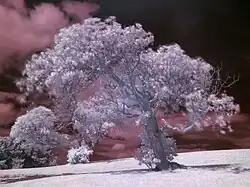 Ein Baum im normalen, sichtbaren Spektrum und dasselbe Motiv fotografiert unter Verwendung eines Infrarotfilters. Die dunklen Blätter erscheinen hell, da das Chlorophyll in erhöhtem Maß Infrarotlicht reflektiert.