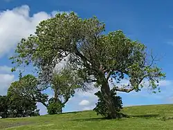 Ein Baum im normalen, sichtbaren Spektrum und dasselbe Motiv fotografiert unter Verwendung eines Infrarotfilters. Die dunklen Blätter erscheinen hell, da das Chlorophyll in erhöhtem Maß Infrarotlicht reflektiert.