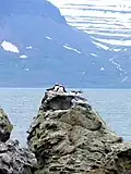 Papageientaucher auf Vigur.