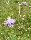 Teufelsabbiss
