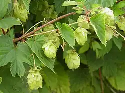 Hopfen