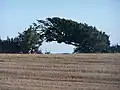 „Windharfe“ bei Albersdorf in Dithmarschen