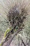 Alter Kopfbaum als Biotop