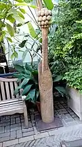 Aronstab, Holzschnitze in der Orangerie des Hortus Botanicus Lovaniensis