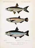 Brycon hilarii (Valenciennes, 1850), Brycon devillei (Castelnau, 1855), Triportheus auritus (Valenciennes 1850) gemalt von Émile Oustalet (1844–1905)