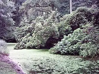 Rhododendren