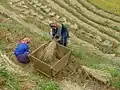 Hmong-Frauen bei der Reisernte