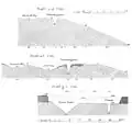 Wp 1/48 Profile
