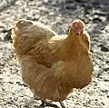 Orpingtonhenne-Farbschlag Gelb
