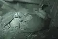 Pandinus imperator Mutter mit ihren Jungen