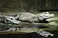 Stumpfkrokodile