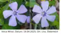 Blüten des kleinen Immergrüns mit fünf und sechs Kronblättern