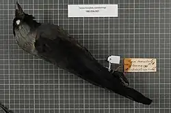 Maschio tassidermizzato della sottospecie soemmerringii.