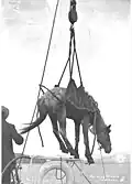 Carico di un cavallo sul ponte di un piroscafo