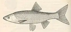 ilustracja