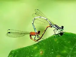 Ilustracja