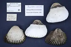 ilustracja