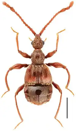Ilustracja