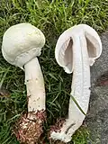 Agaricus macrocarpus