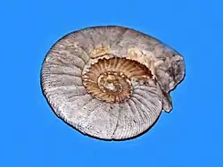 ilustracja