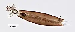 ilustracja