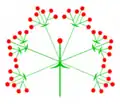 wierzchotka wieloramienna