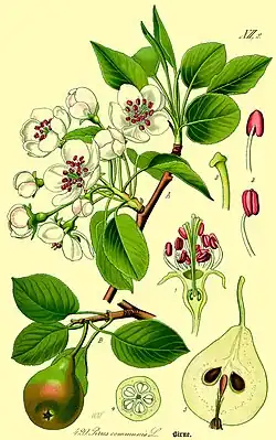 Ilustracja