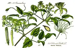 Ilustracja