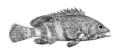 Epinephelus stoliczkae