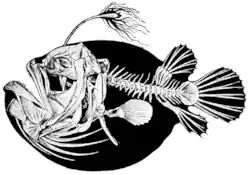 Ilustracja