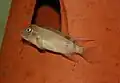 Steatocranus casuarius