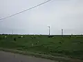 Krowy na łące