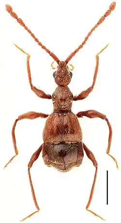 Ilustracja