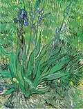 Vincent van Gogh, Irys, 1889