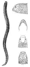 ilustracja