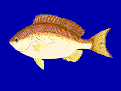 Ilustracja