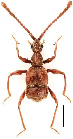 Ilustracja